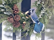 In the Christmas Spirit