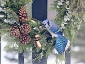 In the Christmas Spirit