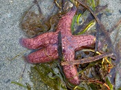 Treasures revealed at low tide