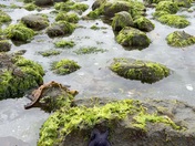 Treasures revealed at low tide