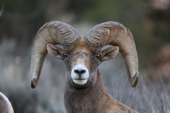 Zion National Park