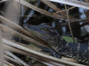 Everglades National Park