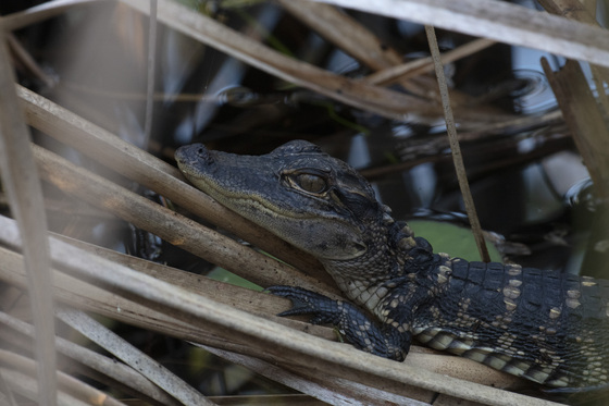 Everglades National Park