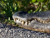Everglades National Park