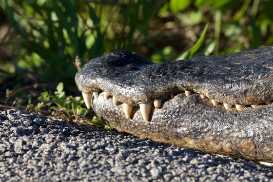 Everglades National Park