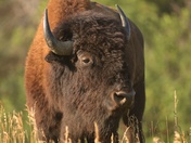 Theodore Roosevelt National Park