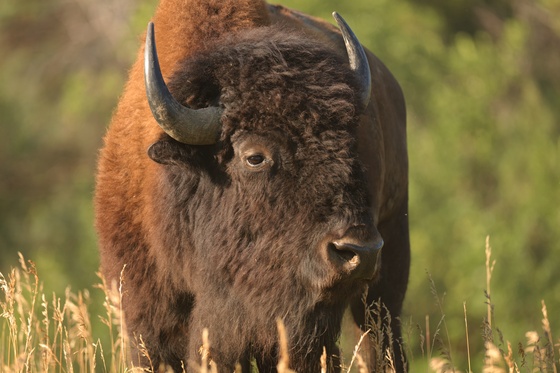 Theodore Roosevelt National Park