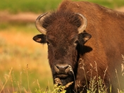 Theodore Roosevelt National Park