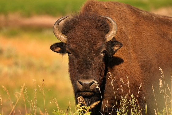 Theodore Roosevelt National Park