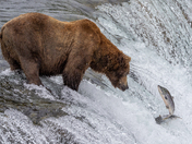 Katmai National Park