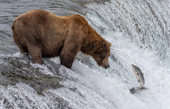 Katmai National Park
