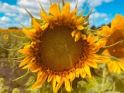 Sunflower 🌻 fields 