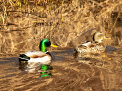 Mallard's on Golden Pond