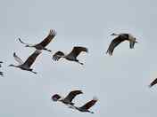 Birds in migration