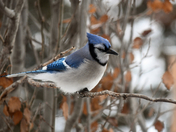 Winter Jay