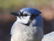 Blue Jay portrait