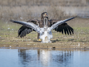 Sacramento National Wildlife Refuge