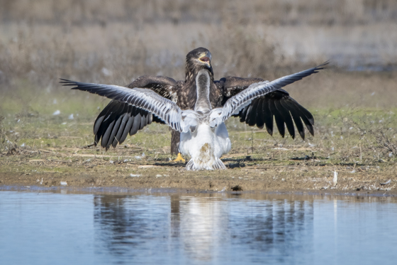 Sacramento National Wildlife Refuge