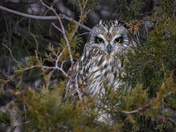 Short eared owl wild