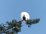 Eagles and Moon
