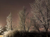 Frosty Trees