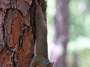 Okefenokee National Wildlife Refuge