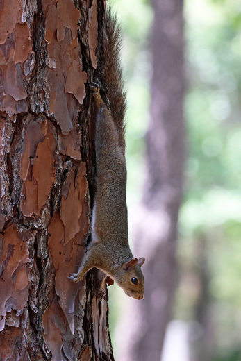 Okefenokee National Wildlife Refuge