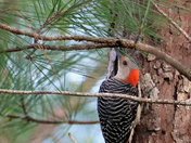 Okefenokee National Wildlife Refuge