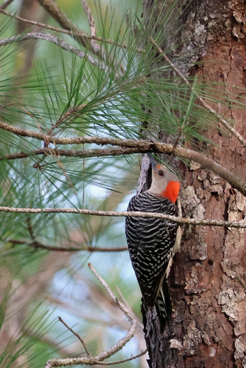 Okefenokee National Wildlife Refuge