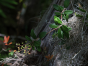 Okefenokee National Wildlife Refuge