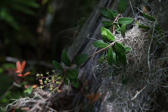 Okefenokee National Wildlife Refuge