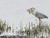 Bombay Hook National Wildlife Refuge