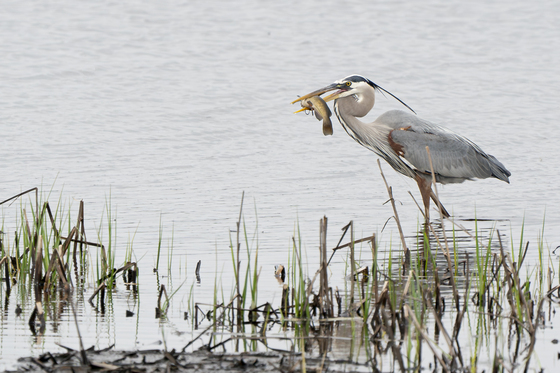 Bombay Hook National Wildlife Refuge