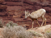 Canyonlands National Park