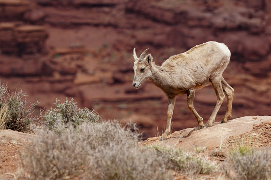 Canyonlands National Park