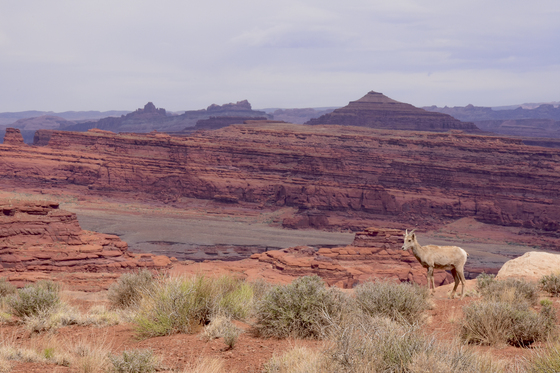 Canyonlands National Park