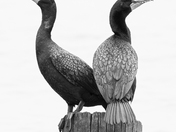 Bombay Hook National Wildlife Refuge