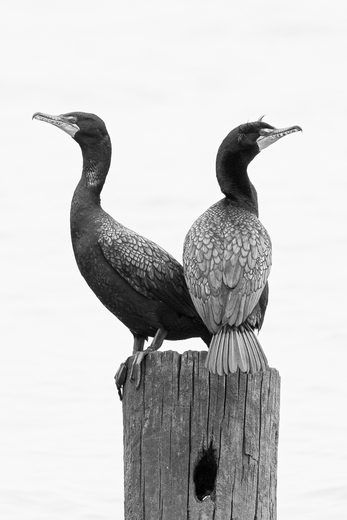 Bombay Hook National Wildlife Refuge