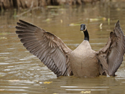 Spread your wings...