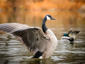 Goose stretching its wings
