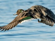 Northern Pintail