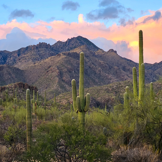 Sabino canyon