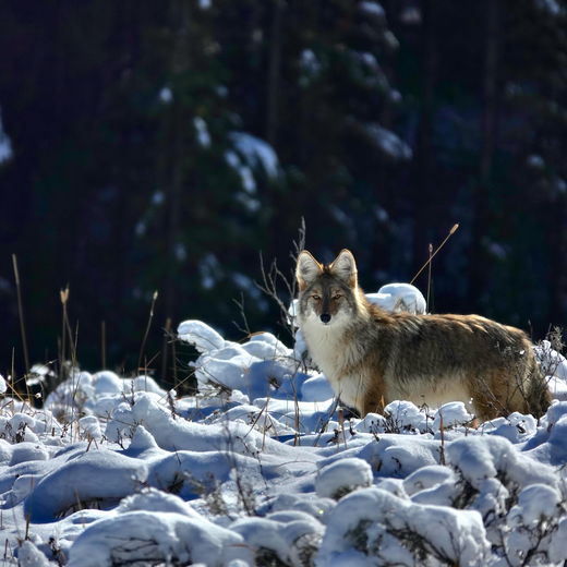 Yellowstone National Park