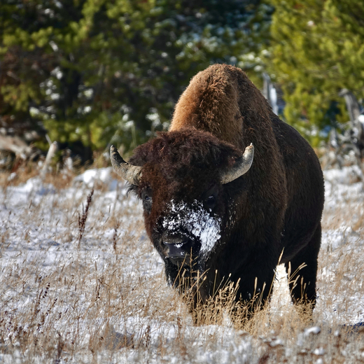 Yellowstone National Park