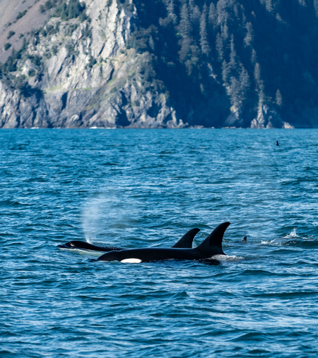 Kenai Fjords National Park