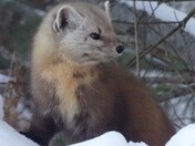 Pine Marten