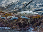 Kenai Fjords National Park