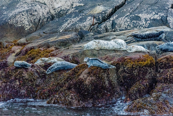 Kenai Fjords National Park