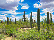 Saguaro National Park