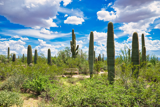 Saguaro National Park